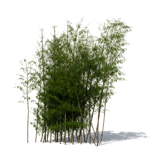 Bamboo PNG-63784